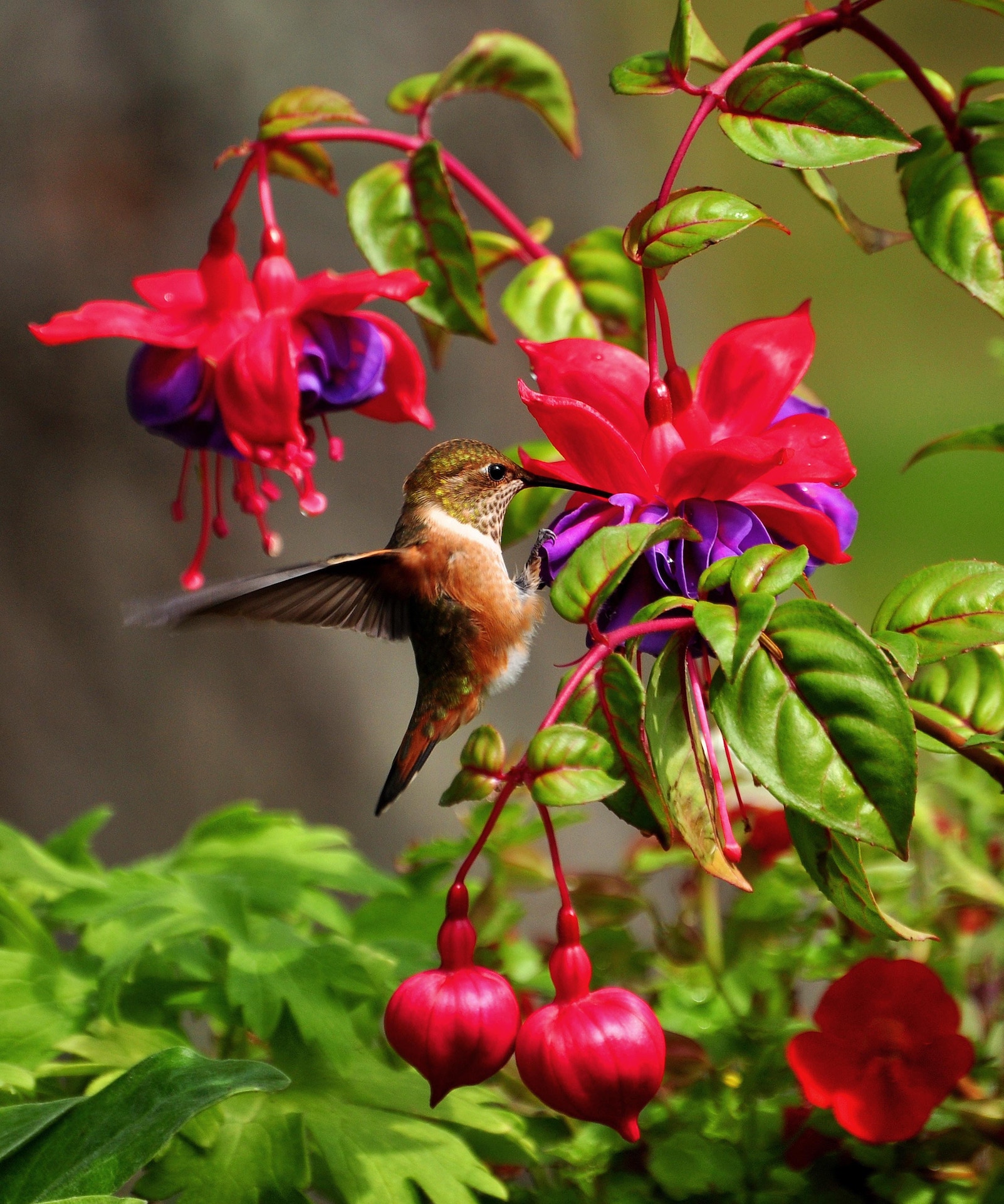 hummingbird-bryan-hanson-542362-unsplash
