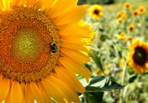 a bee in a sunflower in a field